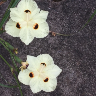 Dietes bicolor