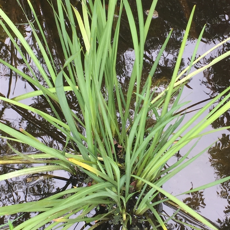 Dietes bicolor