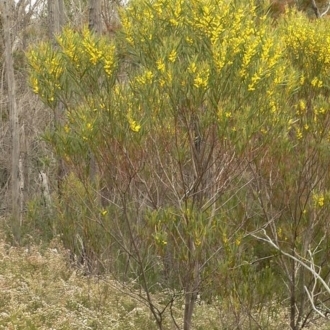 Acacia subtilinervis