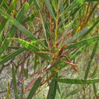 Acacia subtilinervis