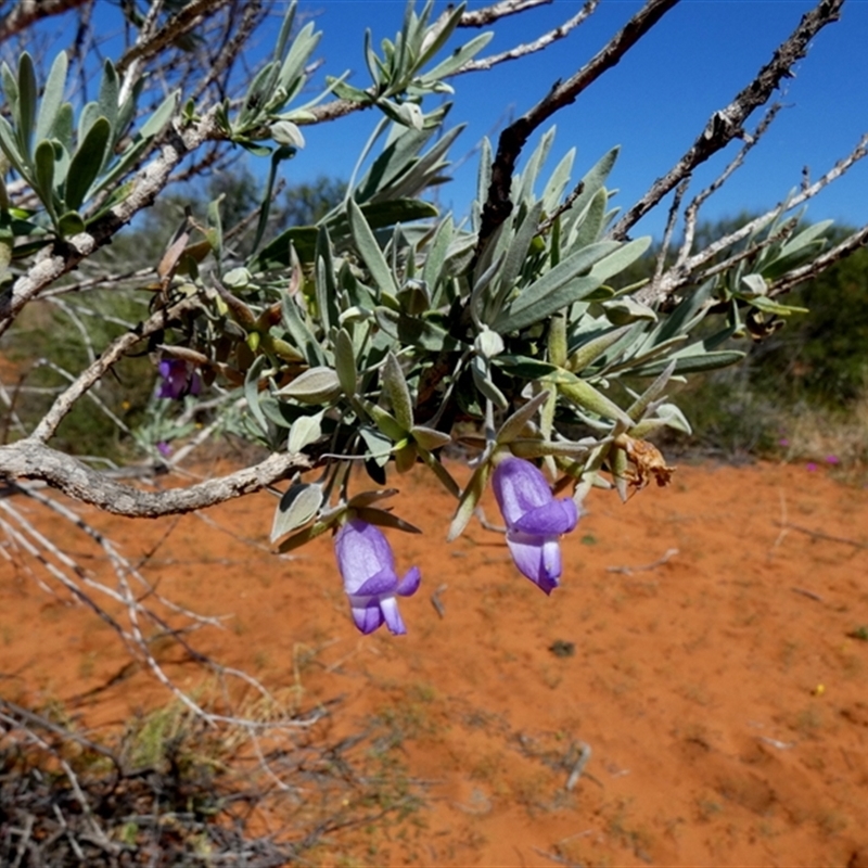 Eremophila sp.