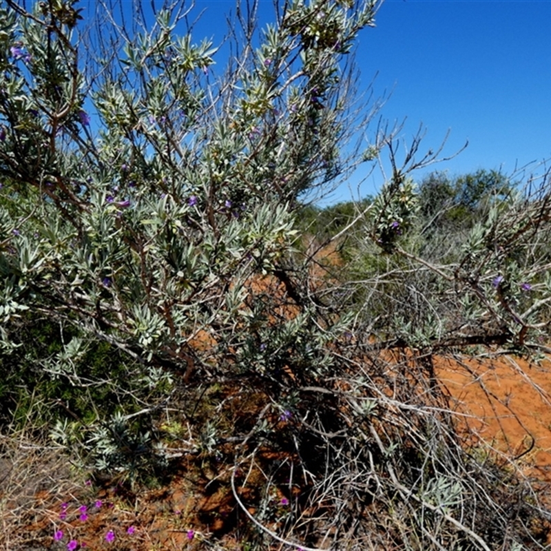 Eremophila sp.