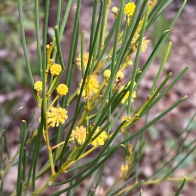 Acacia calamifolia