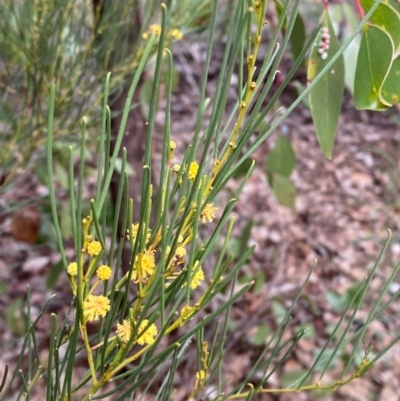 Acacia calamifolia