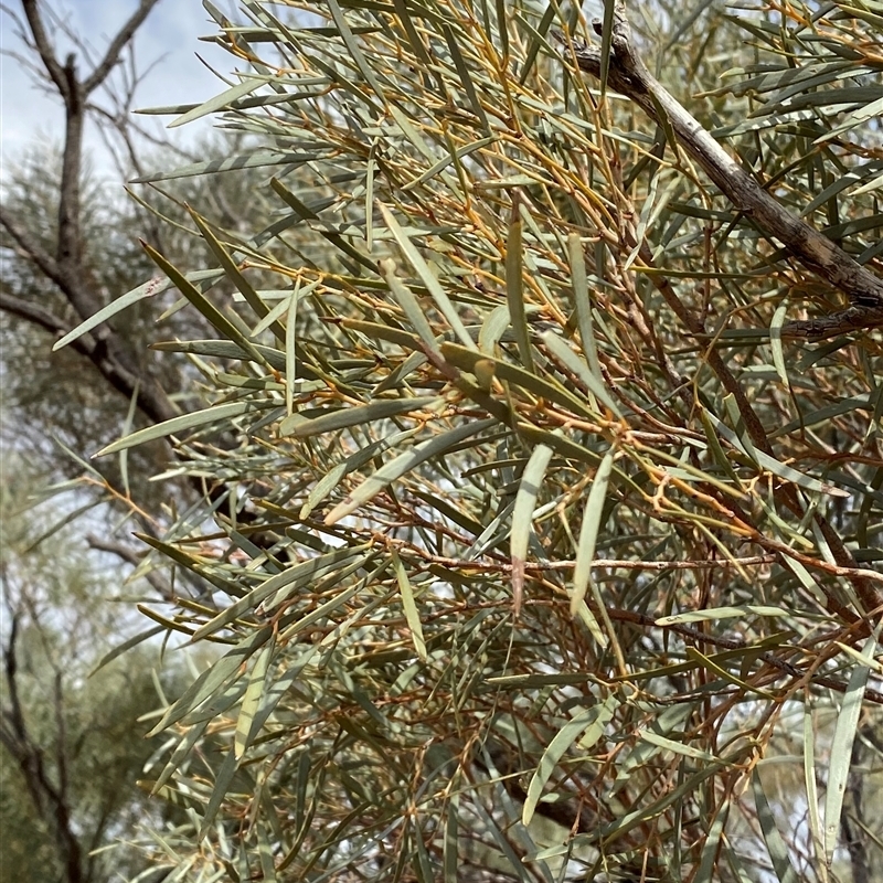 Acacia calcicola