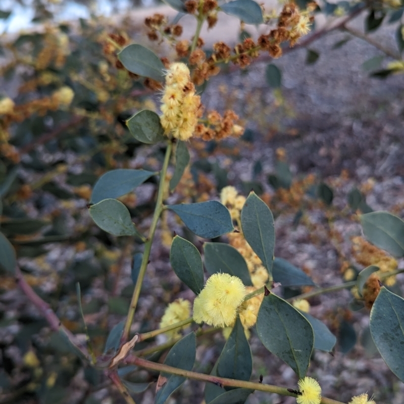 Acacia celastrifolia