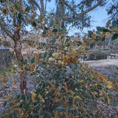 Acacia celastrifolia