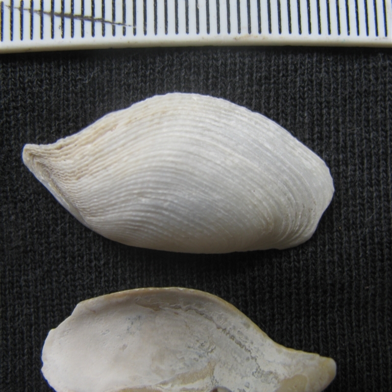 Barnea (Anchomasa) obturamentum