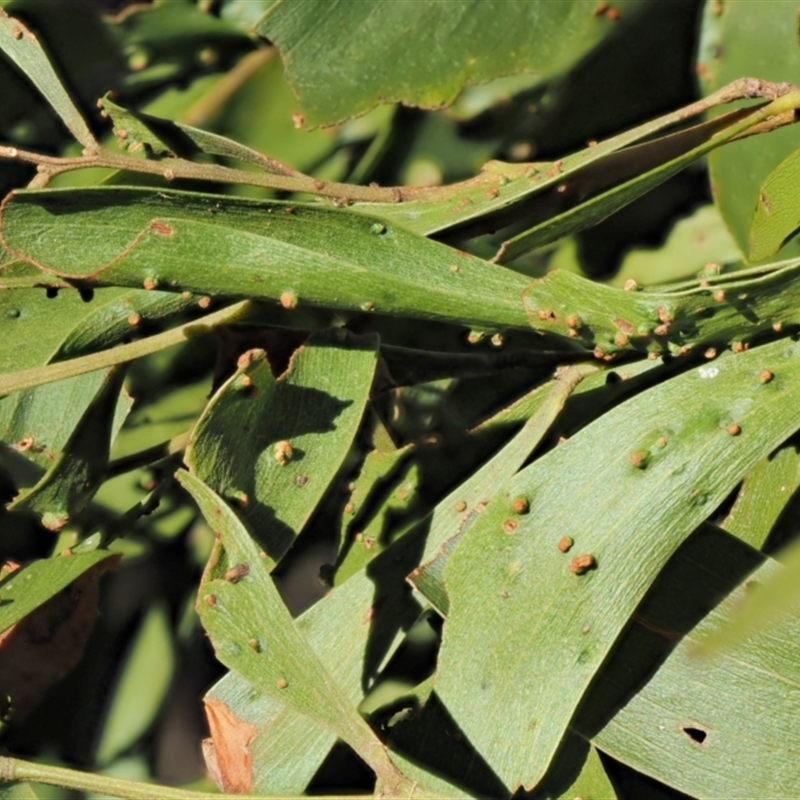 Uromycladium robinsonii