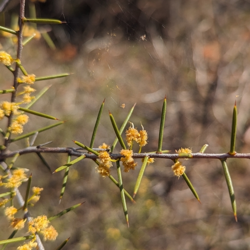 Acacia colletioides