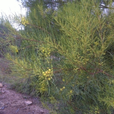 Acacia subulata
