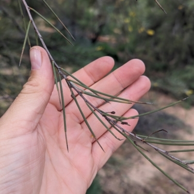 Acacia cyperophylla var. cyperophylla