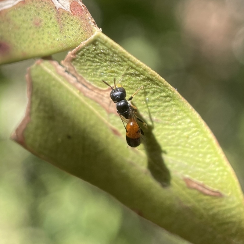 Hylaeus (Edriohylaeus) ofarrelli