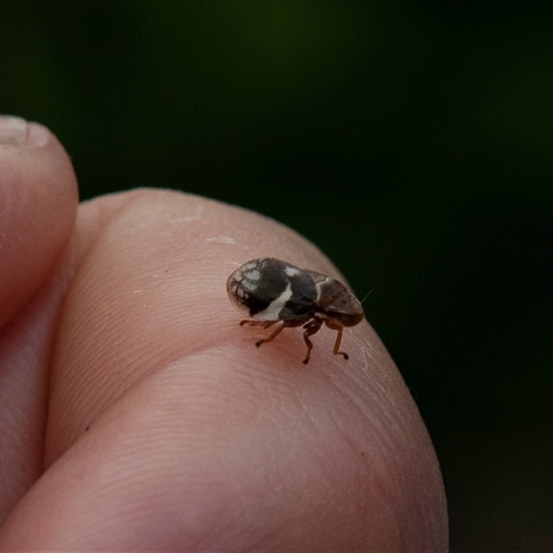 Bathyllus albicinctus