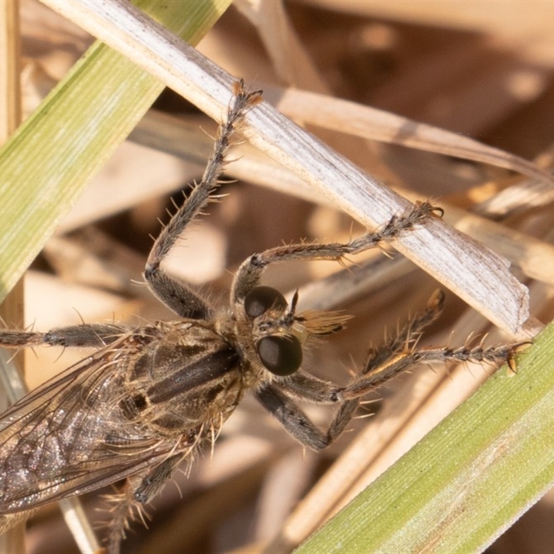 Bathypogon sp. (genus)