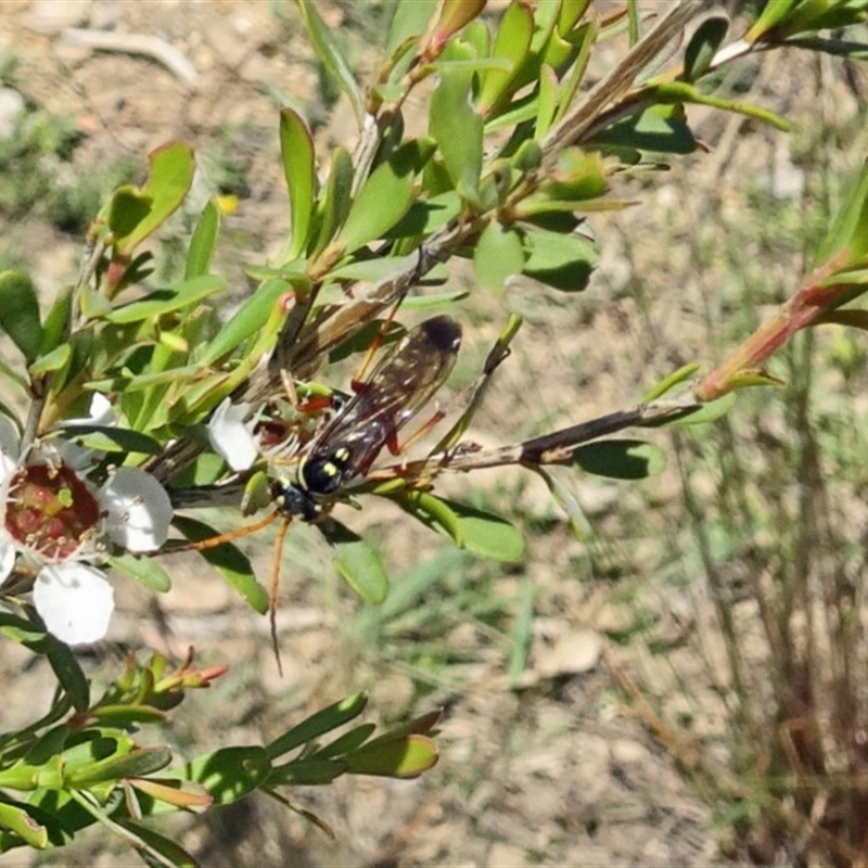 Batozonellus vespoides