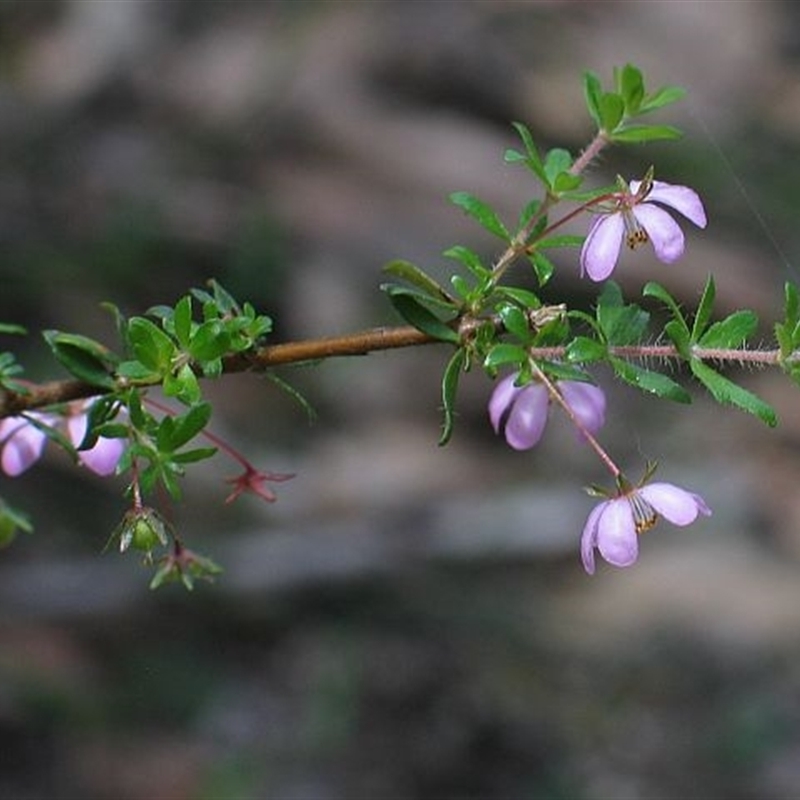 Bauera rubioides