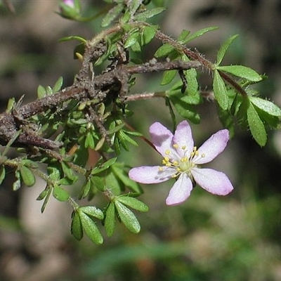 Bauera rubioides