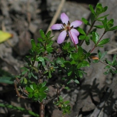 Bauera rubioides