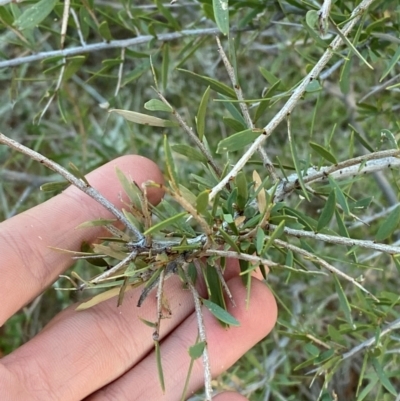 Acacia excelsa