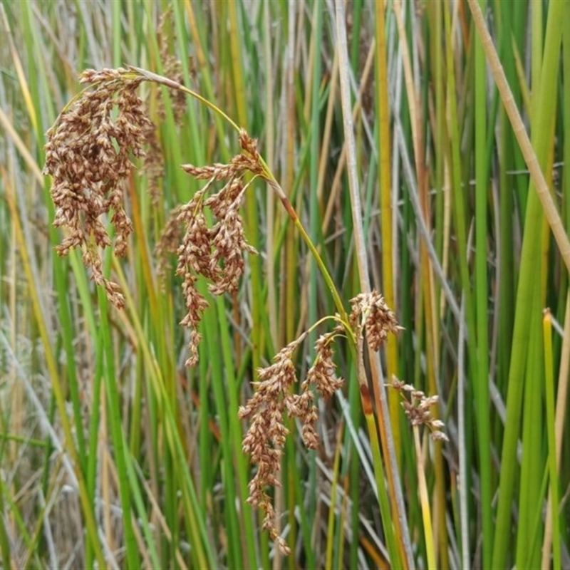 Machaerina articulata