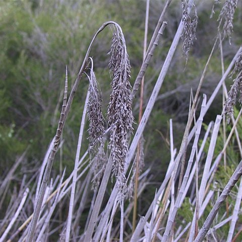 Machaerina articulata