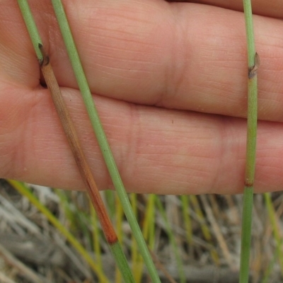 Baumea juncea