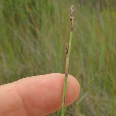 Baumea juncea