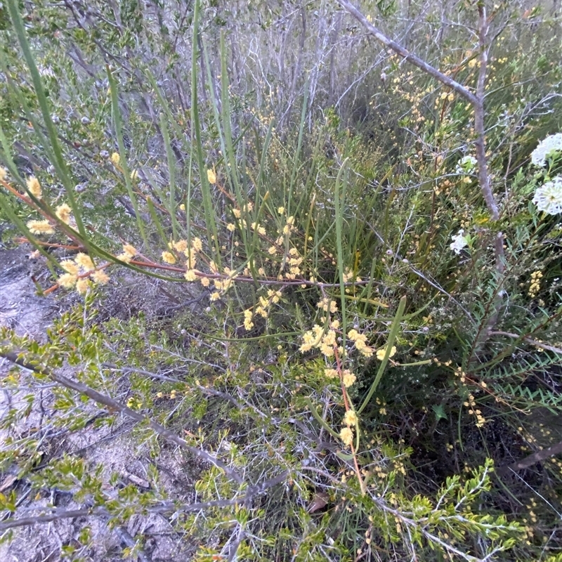 Acacia granitica