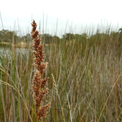 Baumea rubiginosa