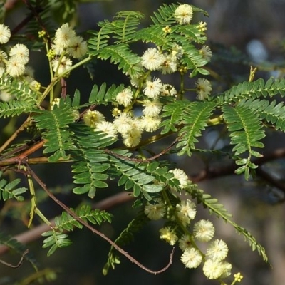 Acacia terminalis subsp. Glabrous form (M.Hancock 94)