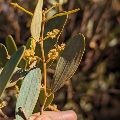 Acacia kempeana