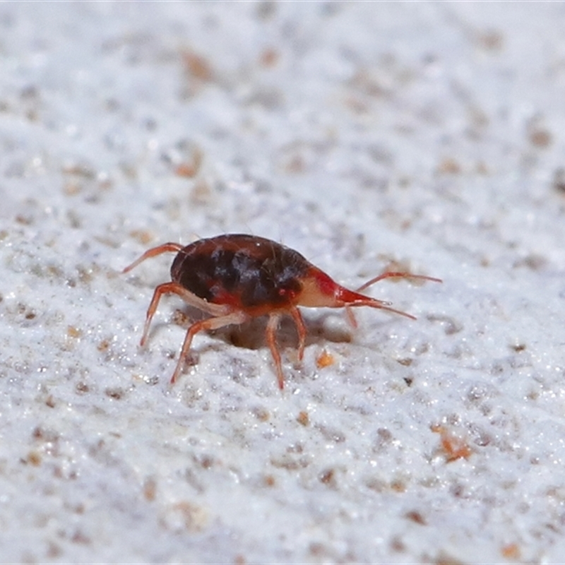 Bdellidae sp. (family)