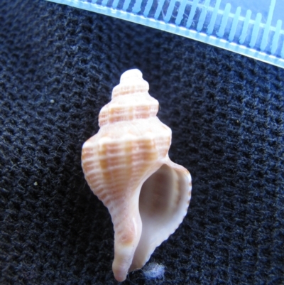 Bedeva paivae - Clifton Beach, Tasmania (D. Dedenczuk)