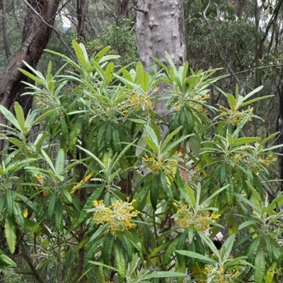 Bedfordia arborescens