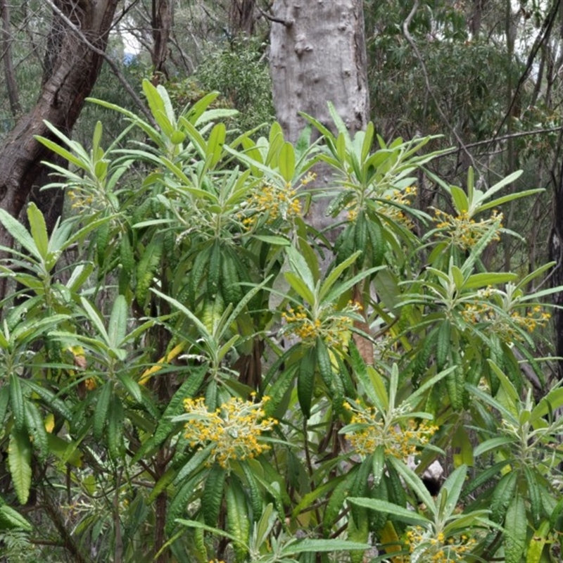 Bedfordia arborescens