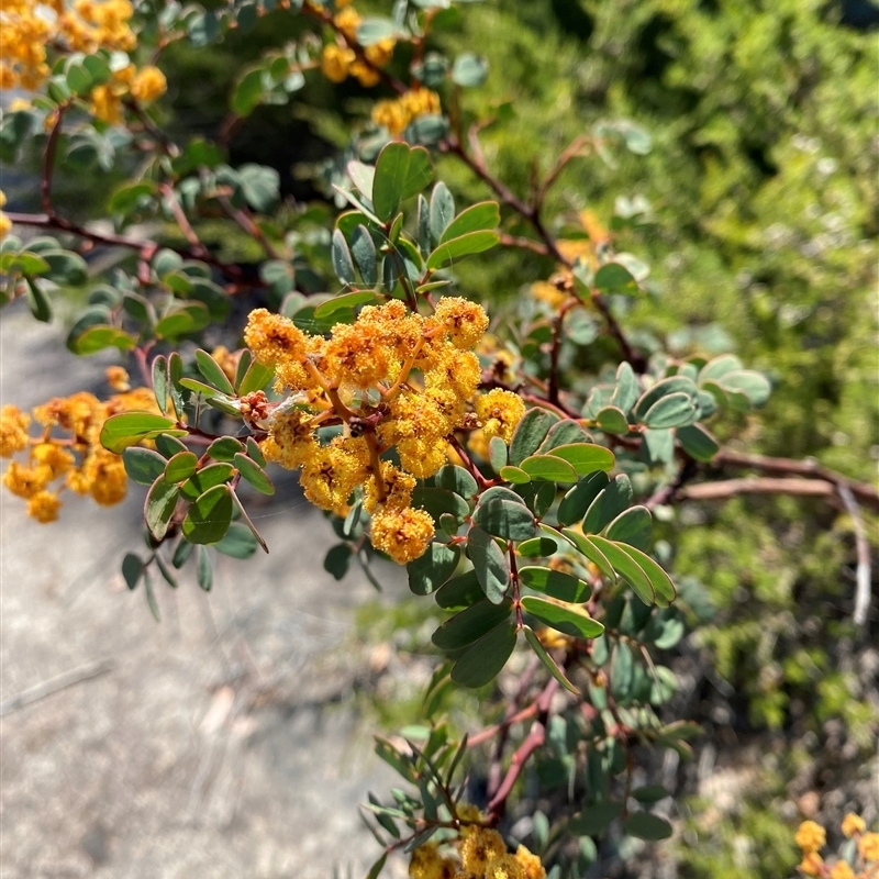 Acacia latisepala