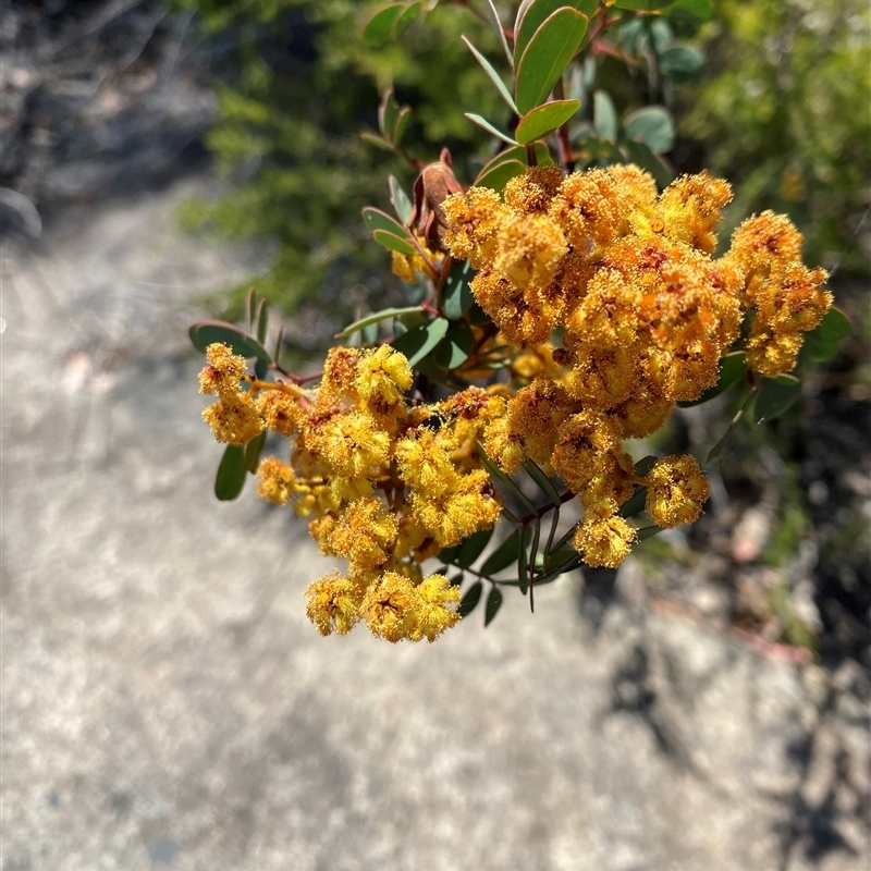 Acacia latisepala