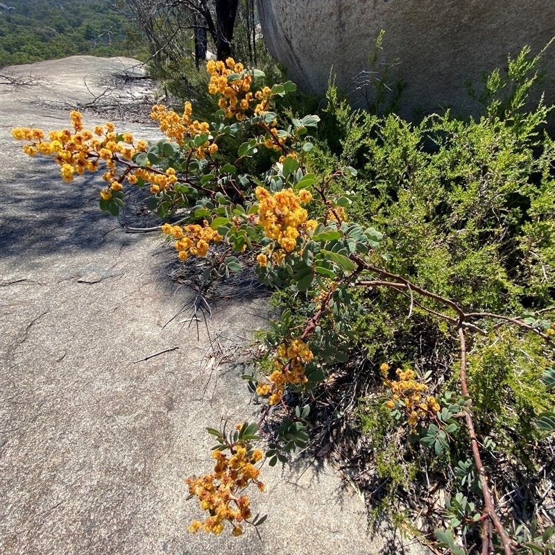 Acacia latisepala