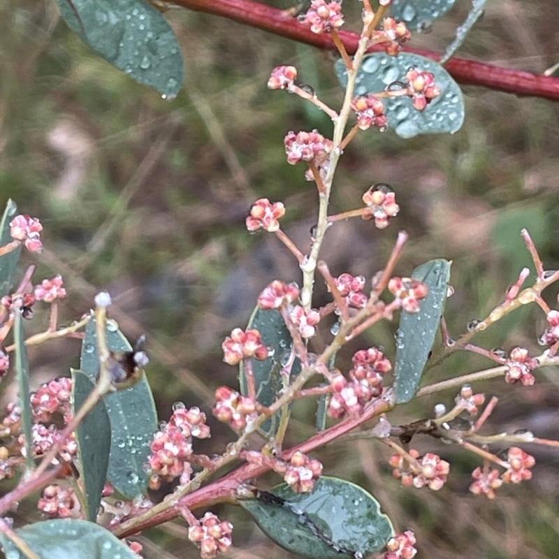 Acacia leucolobia