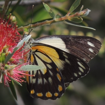 Belenois java