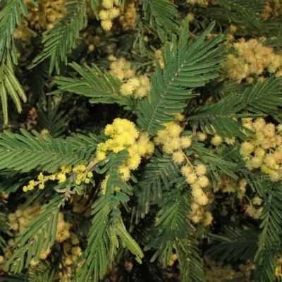 Acacia trachyphloia