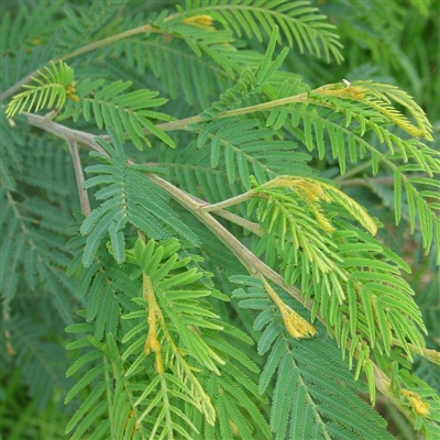 Acacia trachyphloia