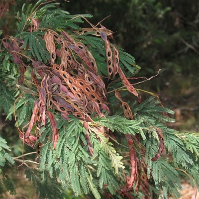 Acacia trachyphloia