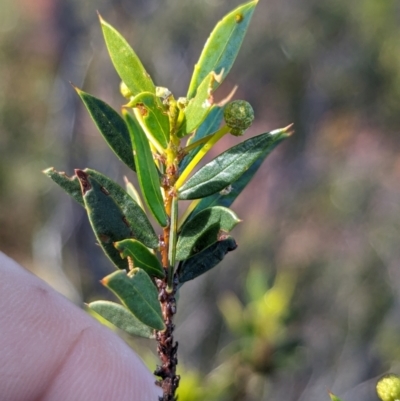 Acacia maitlandii