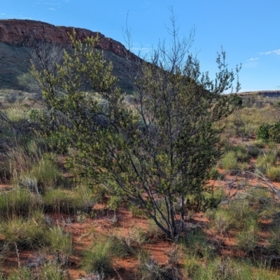 Acacia maitlandii