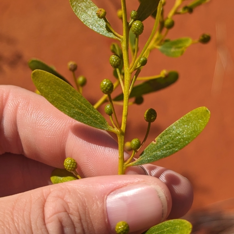 Acacia melleodora