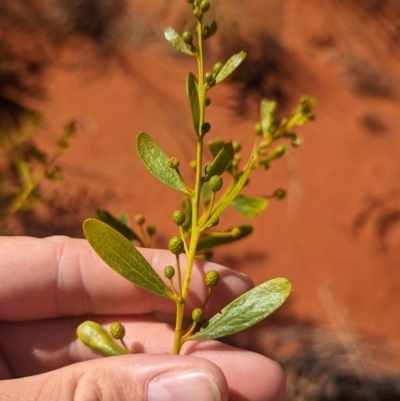 Acacia melleodora