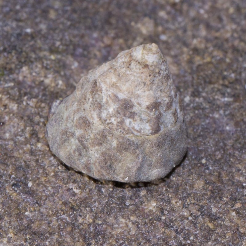 Bembicium auratum