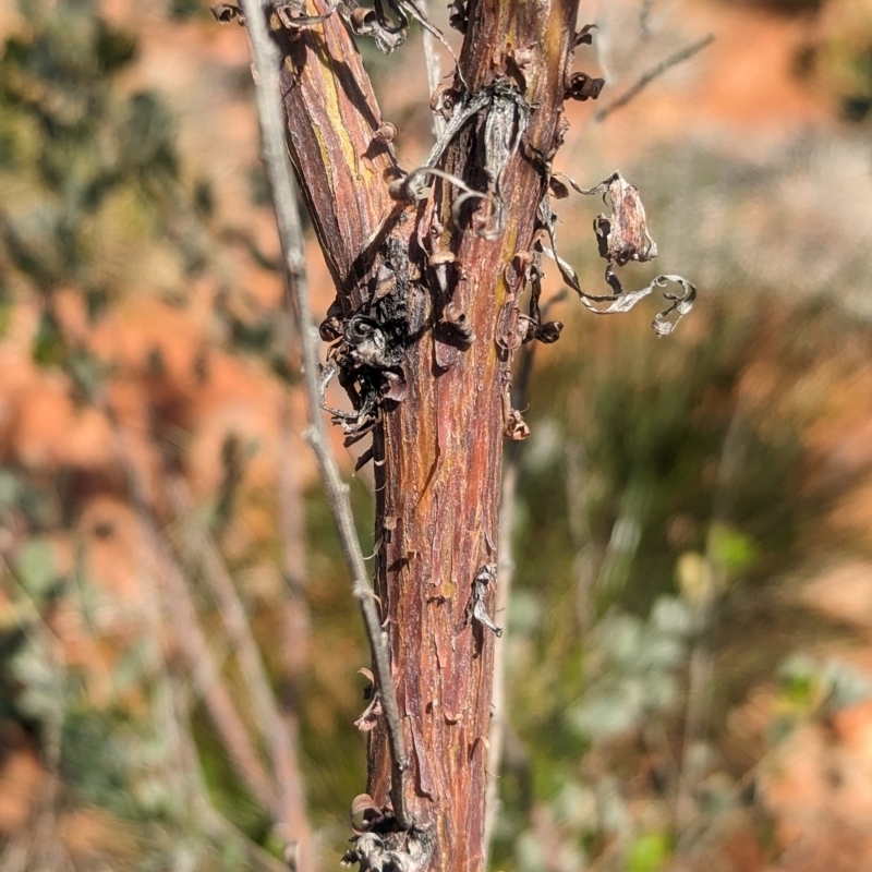 Acacia monticola